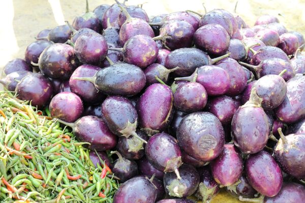 eggplant, indian, brinjal