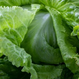 lettuce, vegetable, food