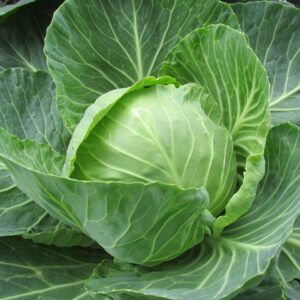 white cabbage, cabbage, cabbage leaves