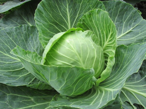 white cabbage, cabbage, cabbage leaves